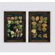 Set 2 cuadros Hojas lámina impresa y cristal marco madera abeto