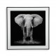 Cuadro cuadrado Elefante blanco y negro