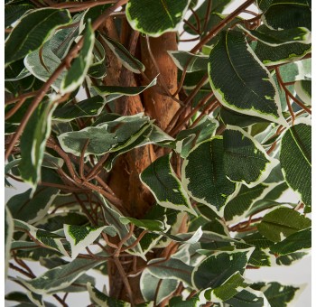 Planta con maceta Ficus A180