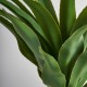 Planta con maceta Yucca A65