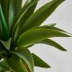 Planta con maceta Yucca A65