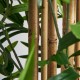 Planta con maceta bambú A190