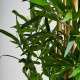 Planta con maceta bambú A190