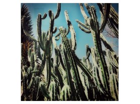 Cuadro cristal cactus