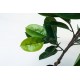 Planta artificial con maceta Ficus A170