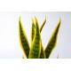 Planta artificial con maceta Sansevieria bicolor A42