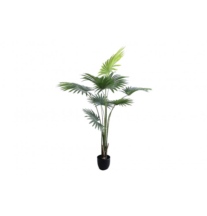 Planta con maceta Palmera Livistonia 120x98x159 Cm