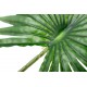 Planta con maceta Palmera Livistonia 120x98x159 Cm